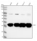 Anti-CDK1/Cdc2 Rabbit Monoclonal Antibody